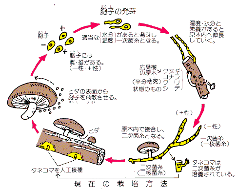 life cycle of shiitake
