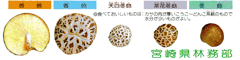 shiitake kinds 